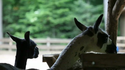 Lama is eating Stock Footage 494995