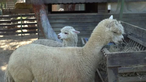 Lama eating Stock Footage 223227627