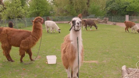 Lama is eating (total) Vídeos de archivo 107765690