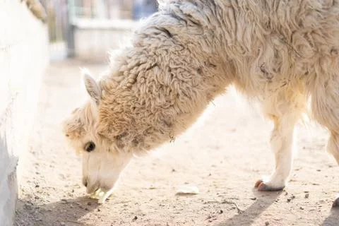 Lama eats cabbage from the ground Stock Photos