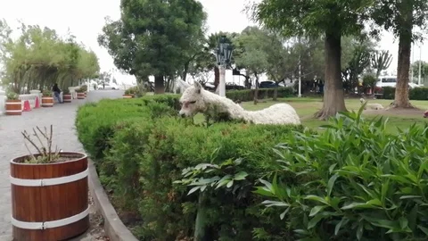 Lama eats green leaves Stock Footage 123812570