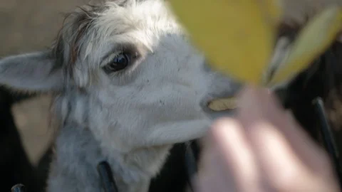 Lama eats leaves 스톡 동영상 96417494