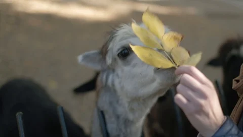 Lama eats leaves Stock Footage 96417603