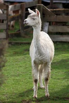Lama in farm Stock Photos