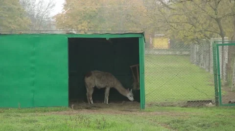 Lama Feeds in Green Barn Next to Mesh Fence Stock Footage 62509006