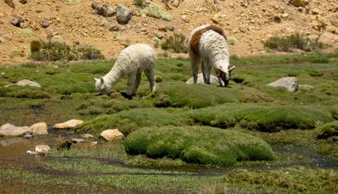 Lama flock (peru) Stock Photos
