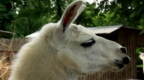 Lama Video stock 739304