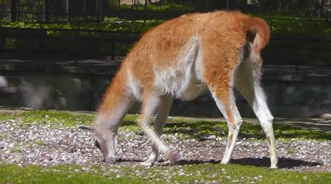 Lama Stock Footage 10917585