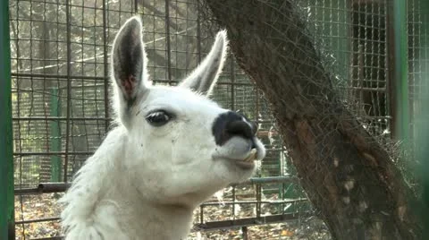 Lama 스톡 동영상 12529982