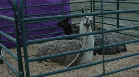 Lama Vidéo 20634659