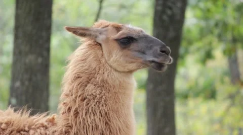 Lama in the forest Stockbeeldmateriaal 56500757