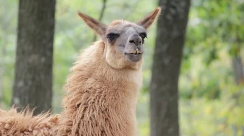 Lama in the forest Stock Footage