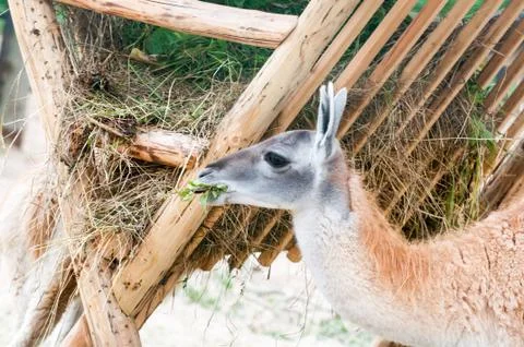 Lama funny eats hay Foto stock