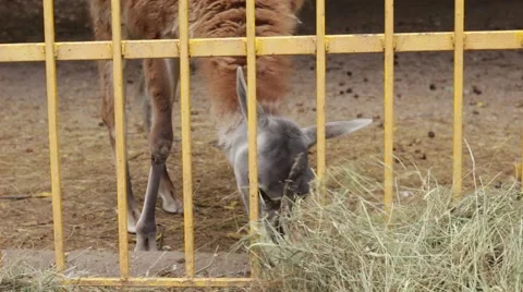 Lama grazing grass in a cage Stock Footage 68991298