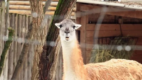 Lama guanaco Stock Footage 262974894