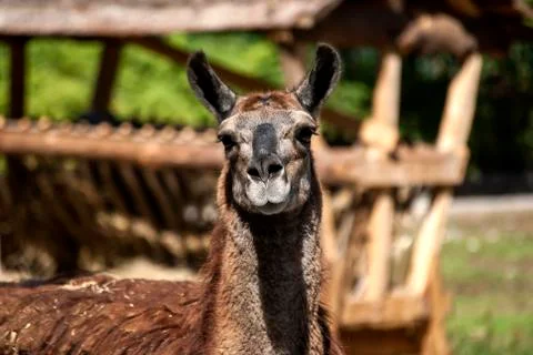 Lama head full face Stock Photos
