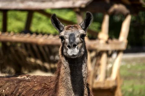 Lama head full face Stock Photos