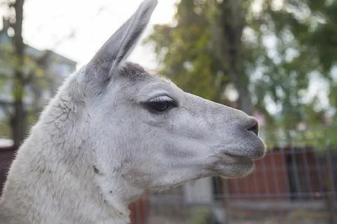 Lama head, profile view Stock Photos