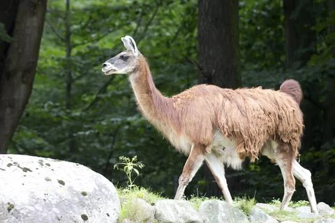 Lama on a hill Foto stock