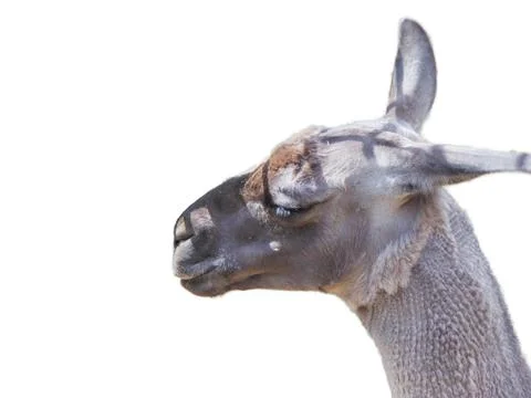 Lama isolated on white background 库存照片