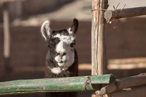 Lama looking straight to the camera Stock Photos