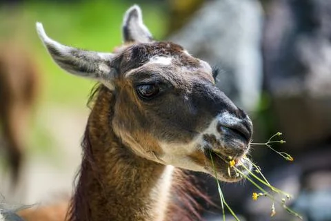 Lama looks into the camera and eats grass. Close-up portrait of a llama chewing Stock Photos