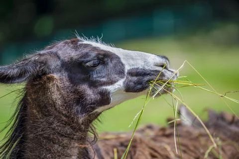 Lama looks into the camera and eats grass. Close-up portrait of a llama chewing Stock Photos