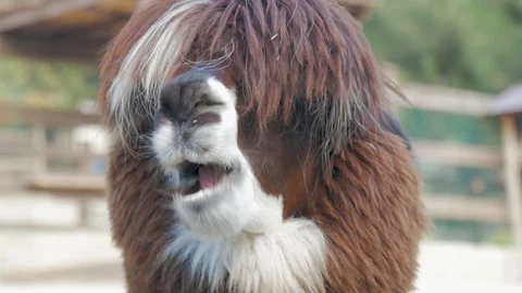 Lama looks into the camera. Funny llama ... | Stock Video | Pond5