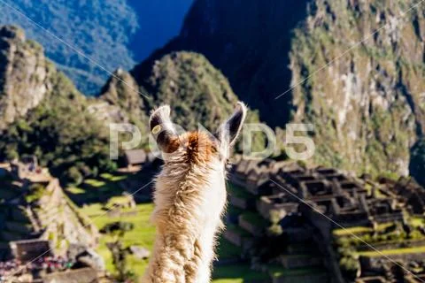 Lama observe Machu Picchu ruins, Peru Stock Photos
