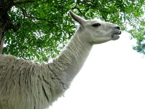 Lama Foto stock