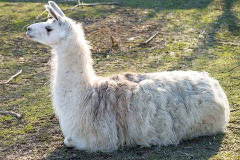 Lama Stock Photos