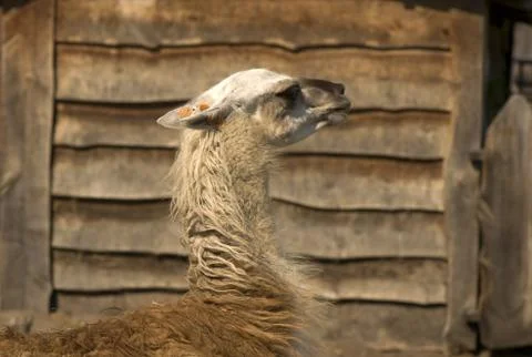 Lama Stock Photos