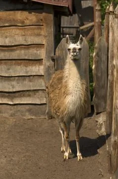 Lama Stock Photos
