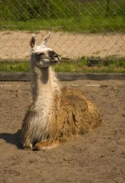 Lama Stock Photos