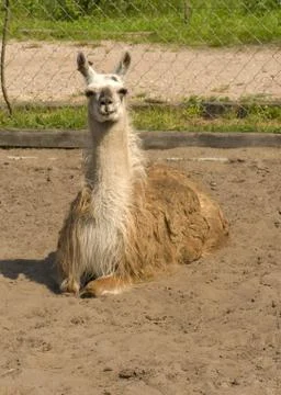 Lama Foto stock