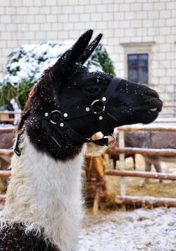 Lama Stock Photos