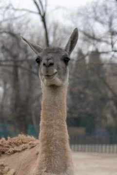 Lama Stock Photos