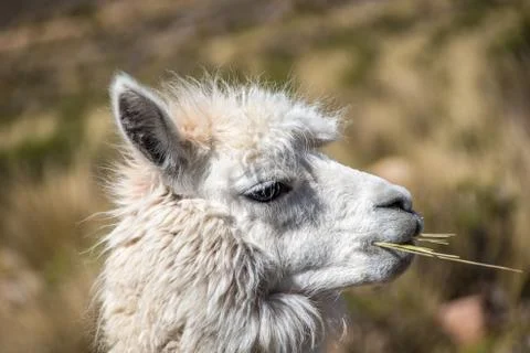Lama Stock Photos