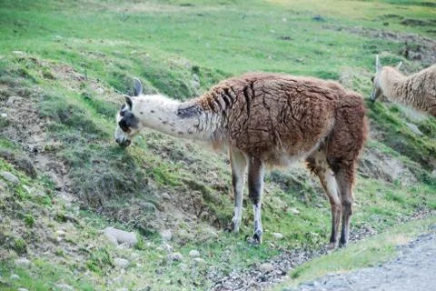 Lama Stock Photos