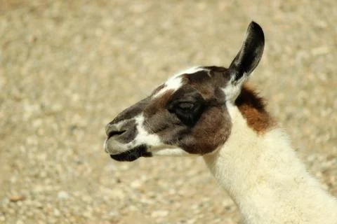 Lama Stock Photos