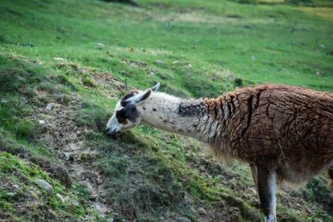 Lama Stock Photos