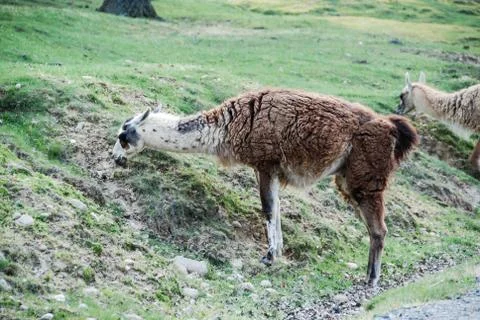 Lama Stock Photos