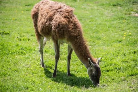 Lama Stock Photos