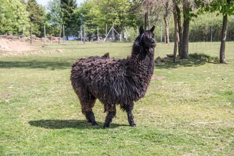 Lama Stock Photos