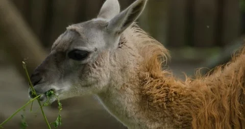 Lama portrait close up Stock Footage 141586133