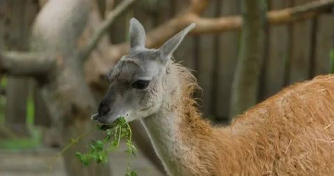Lama portrait close up Stock Footage 141586137