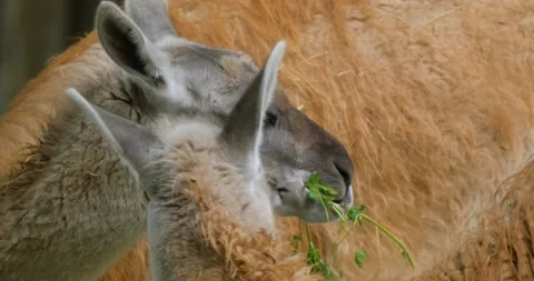 Lama portrait close up Stock Footage 141586316