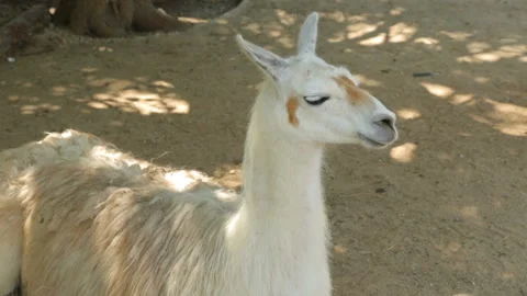 Lama resting in shadow Stock Footage 96219789