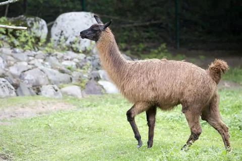 Lama in the run Stock Photos