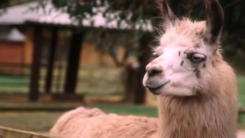 Lama running Stock Footage 152188005
